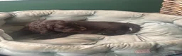 Cocker Spaniel dogs for sale: 🐶Health tested show cockers 🐕‍🦺🐾🐾🐾 - Advert 10