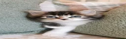 Maine Coon cats for sale: 🐾 Beautiful Maine Coon Kittens 🐾 - Advert 10