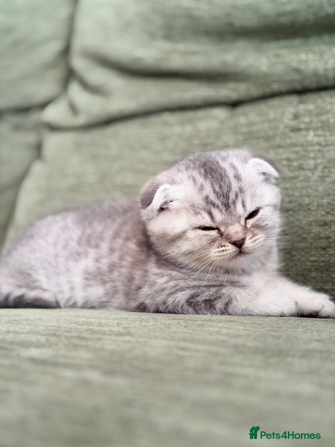 Scottish Fold cats for sale: Scottish fold kittens for sale! - Advert 8