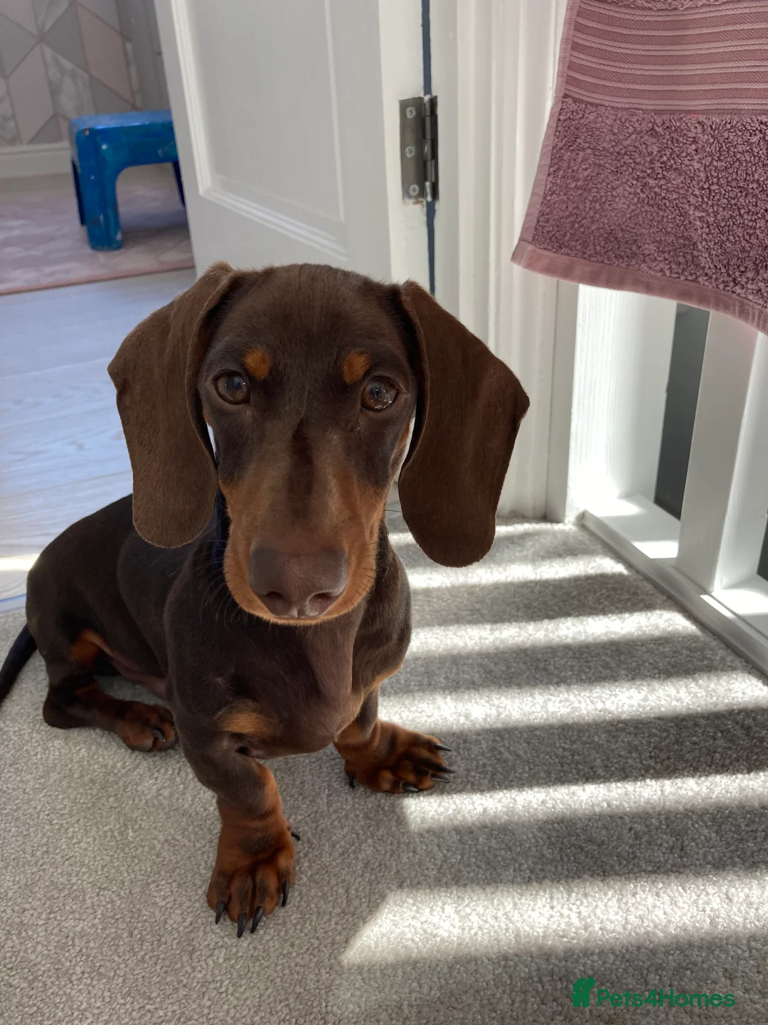 Miniature Dachshund dogs for stud: FOR STUD PROVEN KCreg Choc & tan mini Dachshund in Sunderland - Advert 3