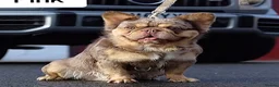French Bulldog dogs for sale: Fluffy French bulldogs.  - Advert 3