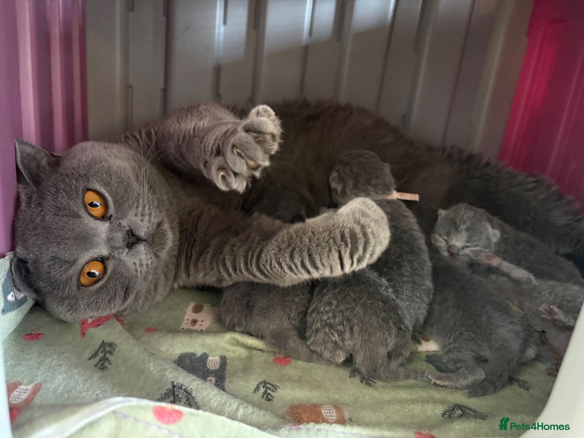 British Shorthair cats Gccf British Blue kittens  - Advert 1