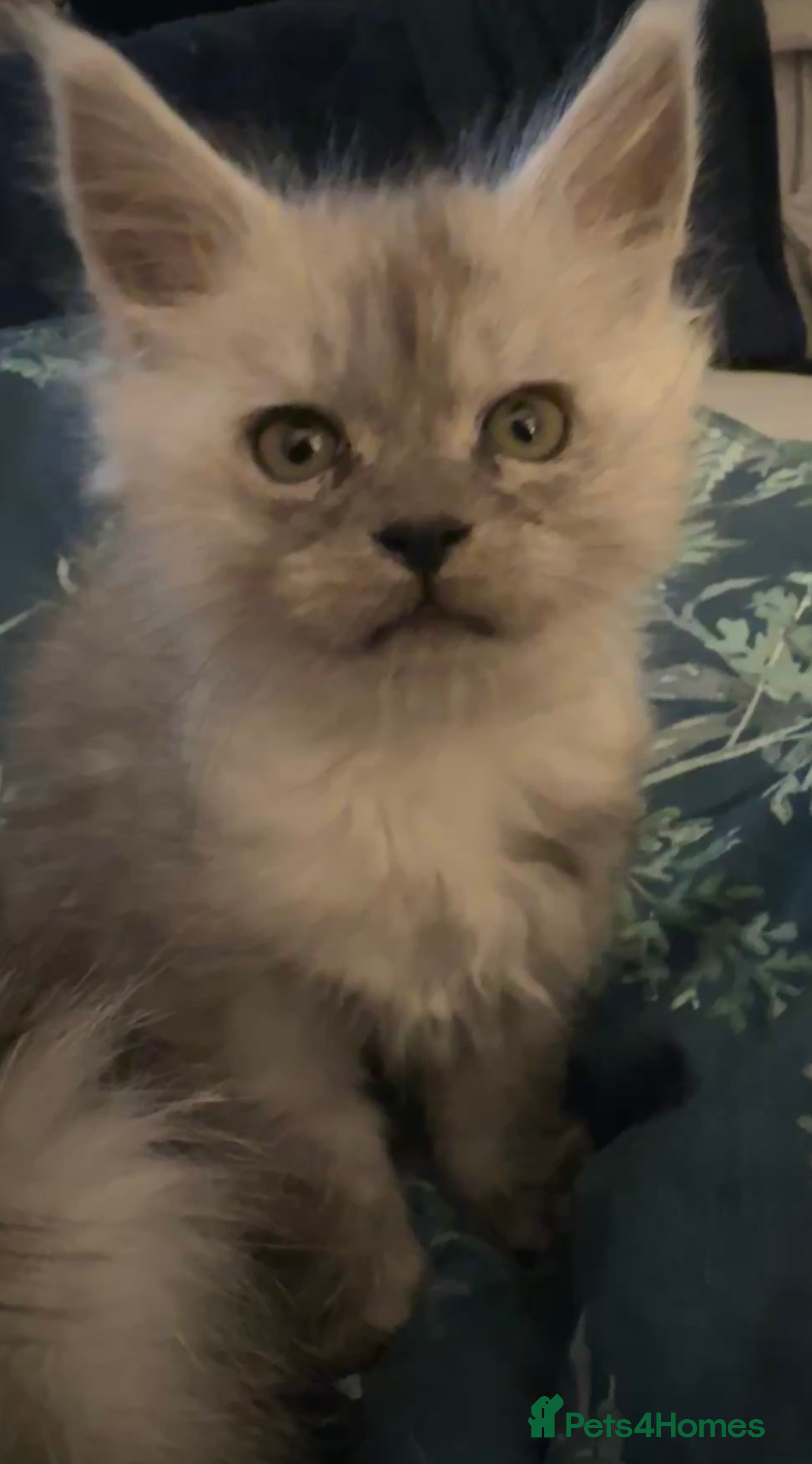 Maine Coon cats Purebred Maine Coon Stunning Kittens - Advert 17