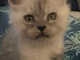 Maine Coon cats Purebred Maine Coon Stunning Kittens - Advert 17