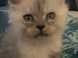 Maine Coon cats Purebred Maine Coon Stunning Kittens - Advert 18