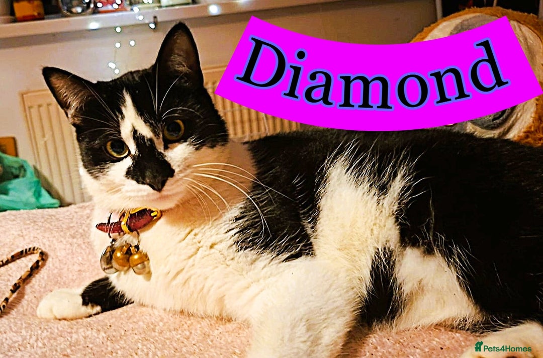 Mixed Breed cats for sale: Free to a Loving Home 2 Cats& 1 Kitten-Swansea - Advert 20