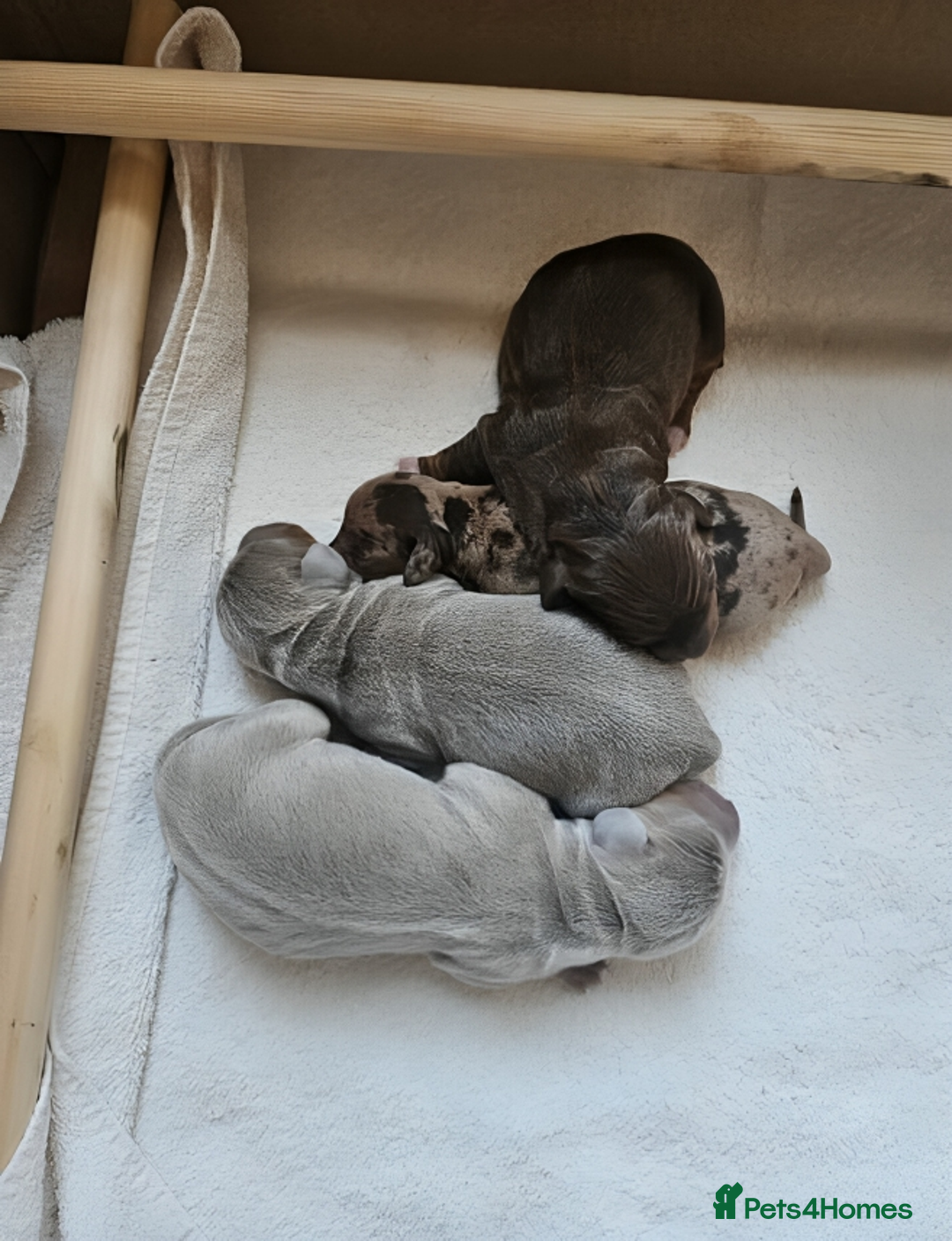 Miniature Dachshund dogs for sale: Beautiful Miniature Dachshunds for Sale - Image 1