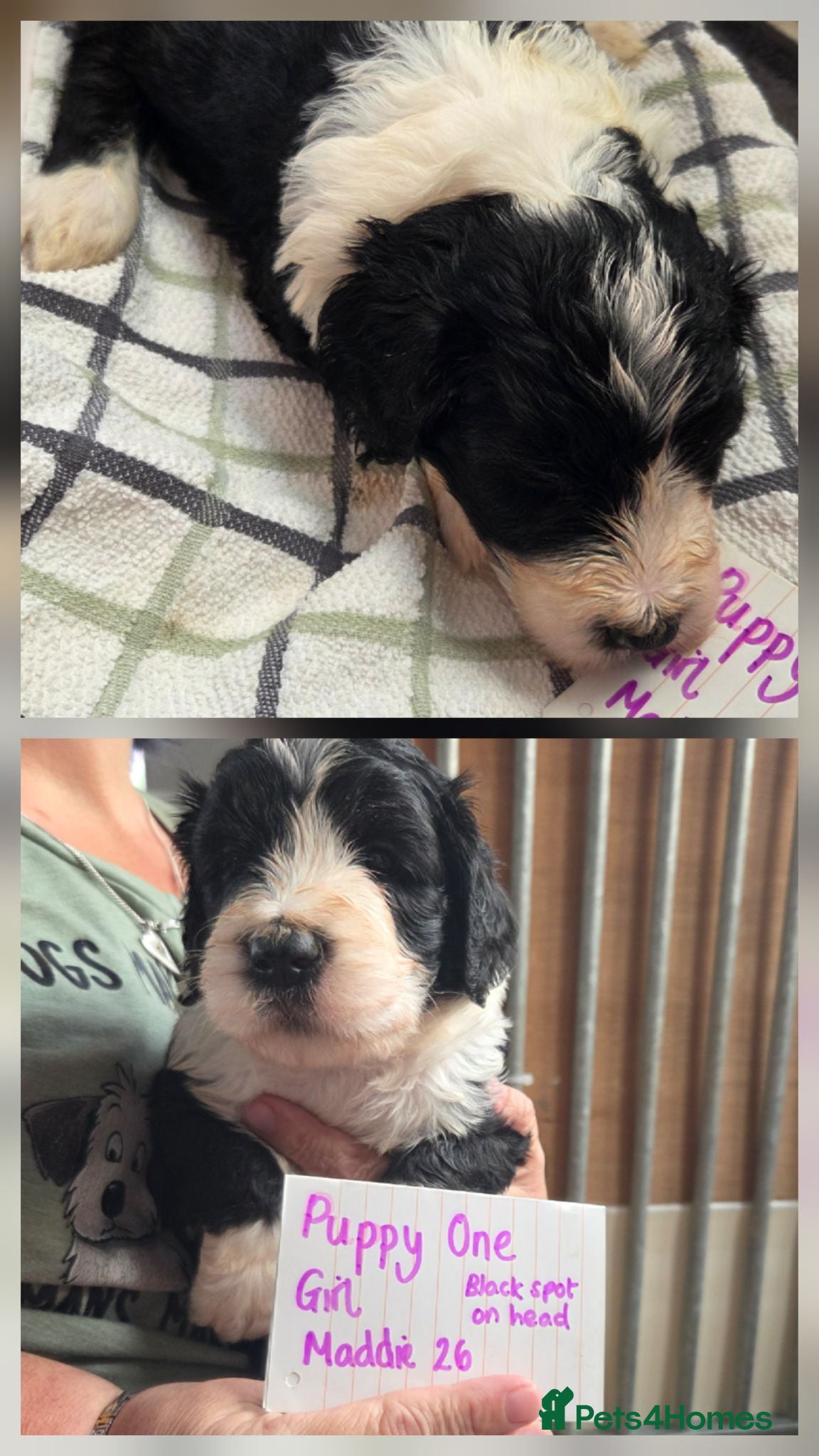 Mixed Breed dogs Stunning Sheepadoodles by Springfield Doodles  - Advert 2
