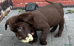 Labrador Retriever dogs for sale: Chunky chocolate 🍫 lab puppy’s girls only  - Image 3