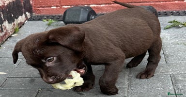 Labrador Retriever dogs - Advert 7