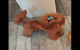 Shihpoo dogs for sale: Shipoo Puppies  - Image 2