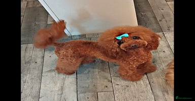 Shihpoo dogs - Advert 5