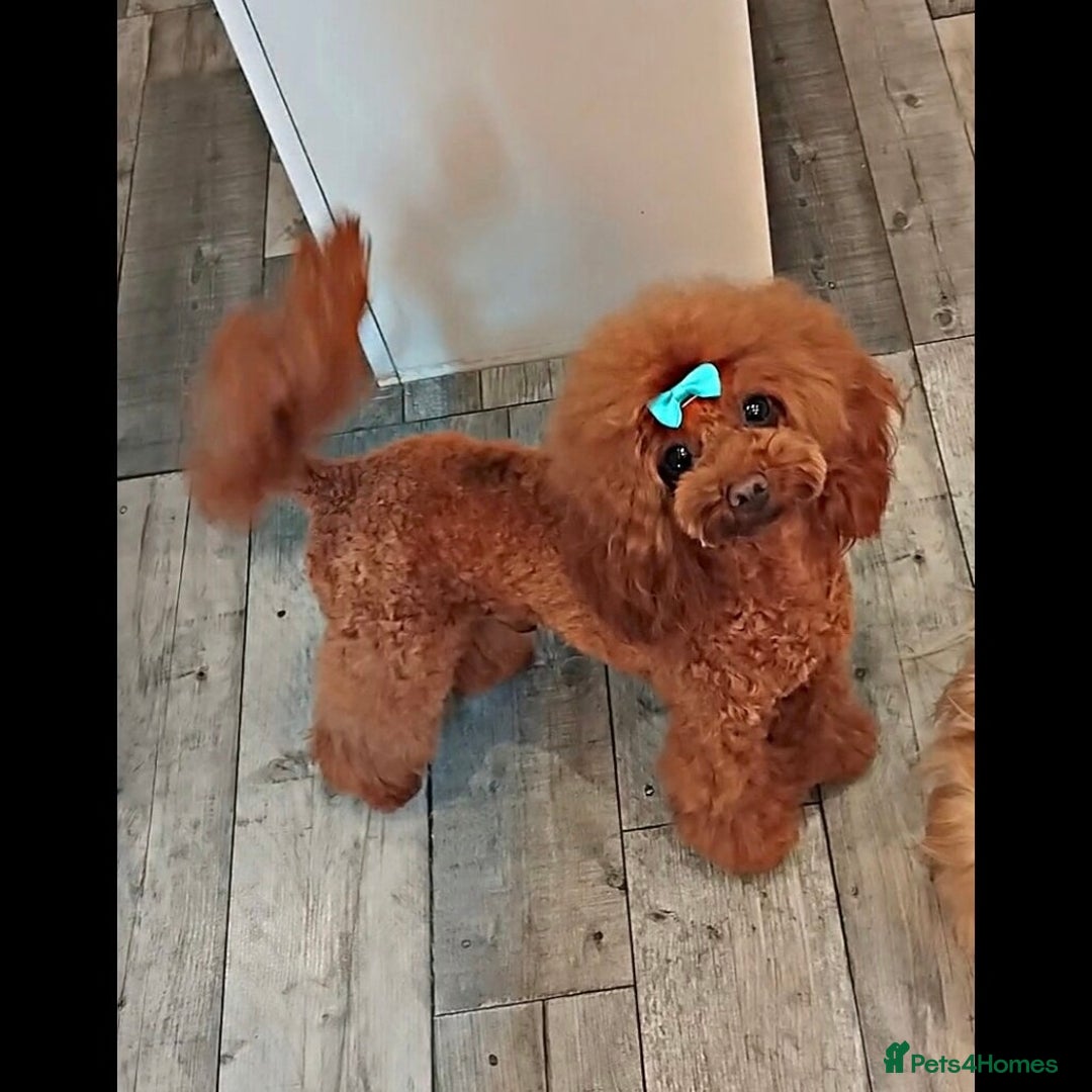 Shihpoo dogs for sale: Shipoo Puppies  - Image 2