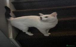 Domestic Shorthair cats for sale: Casper - Image 4