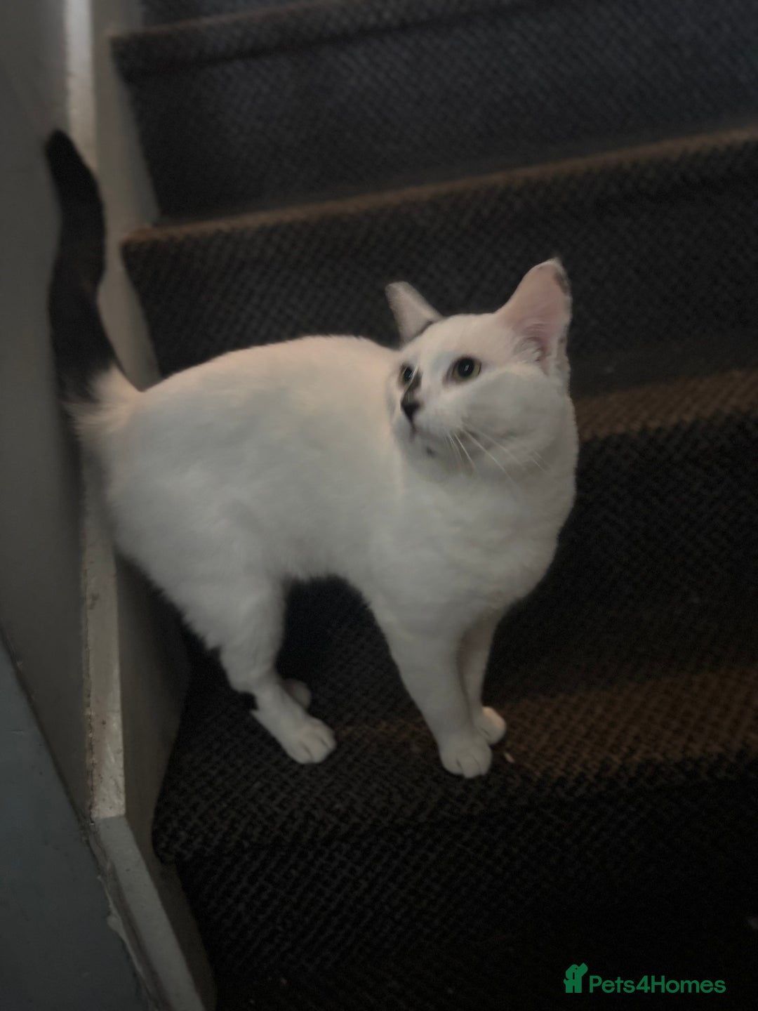 Domestic Shorthair cats for sale: Casper - Image 4