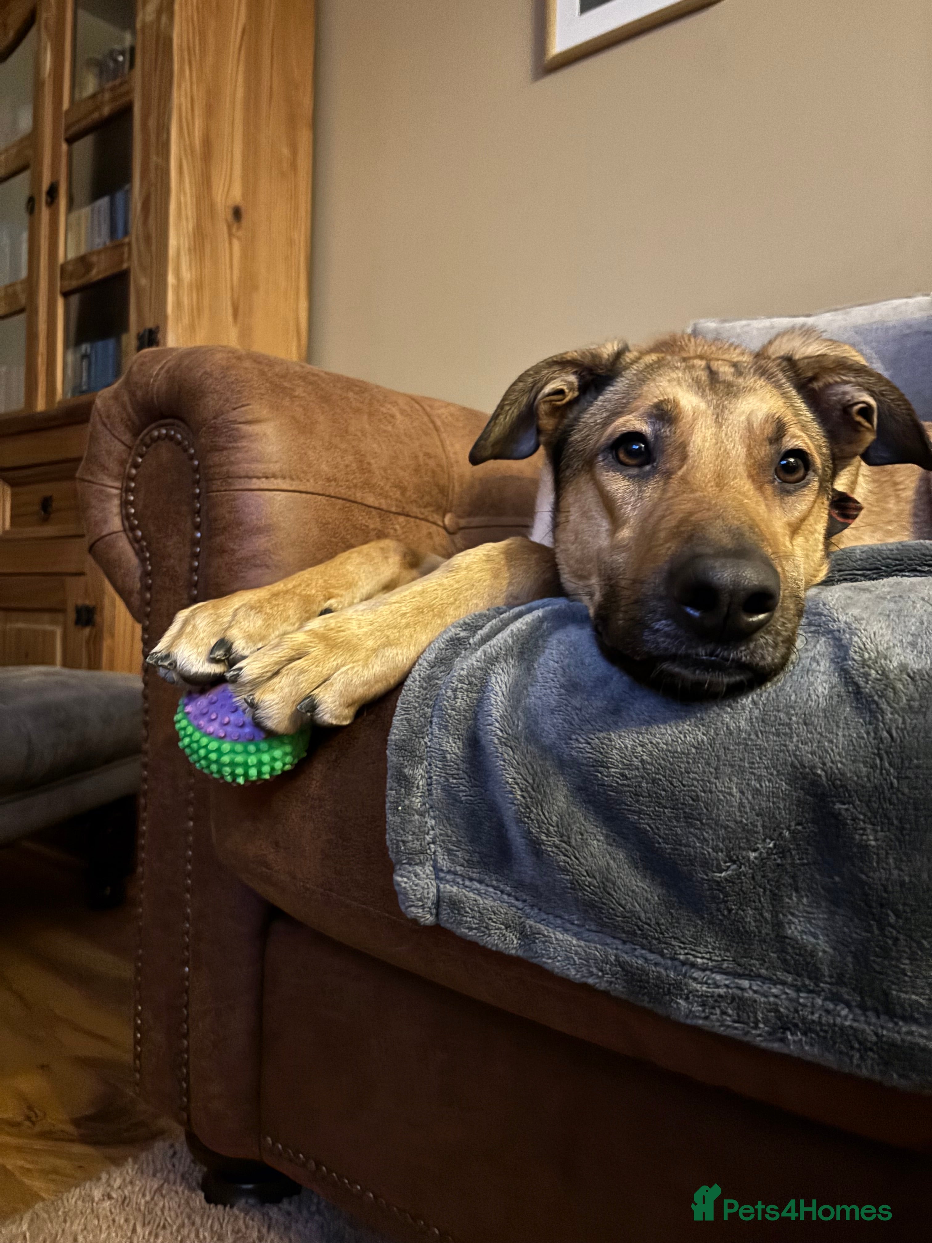 Mixed Breed dogs Bonnie - Malinois X Greyhound X Staffy - Advert 8