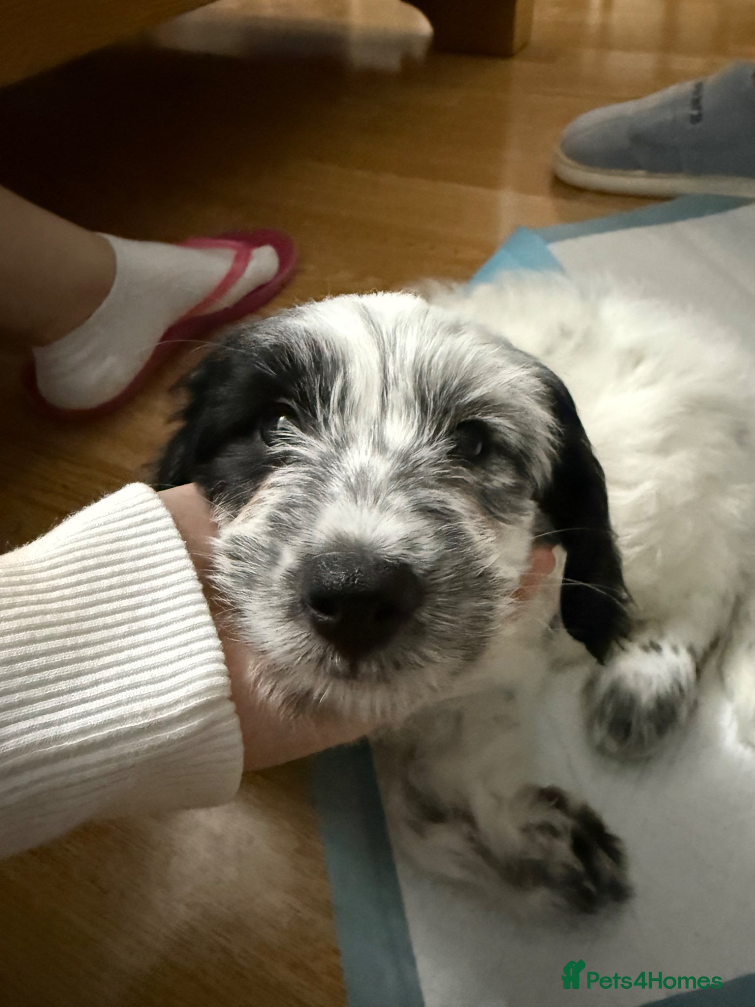 Cockapoo dogs Cockapoo 9weeks old - Advert 1