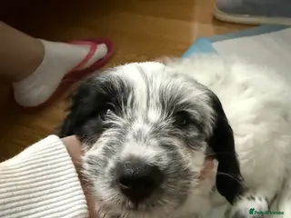 Cockapoo dogs Cockapoo 9weeks old - Advert 1