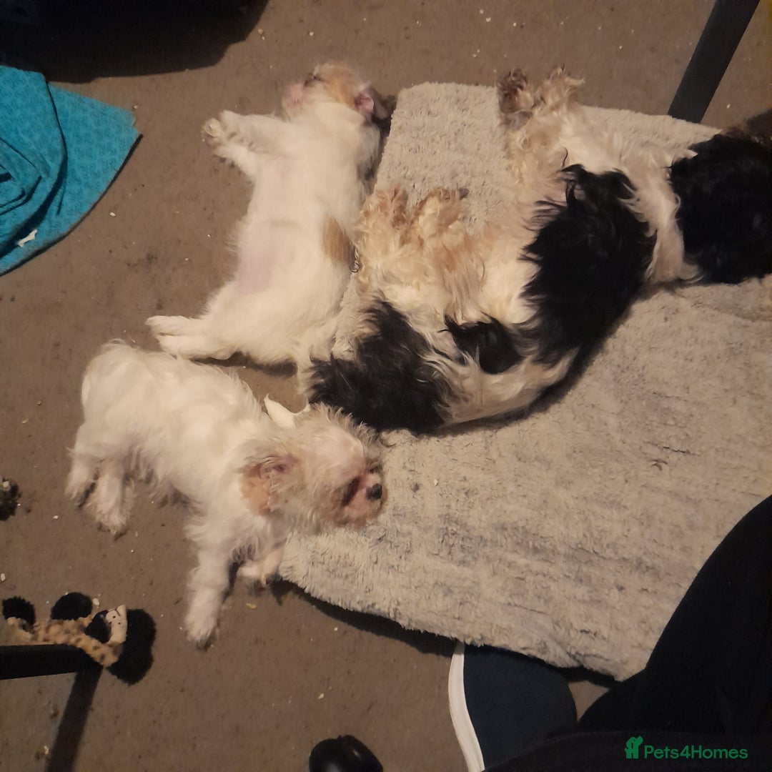 Shih Tzu dogs for sale: One female shih tzu puppy  - Image 2