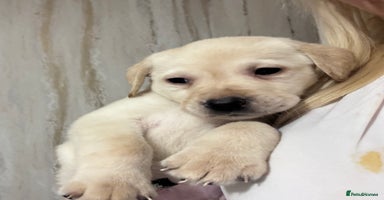 Labrador Retriever dogs - Advert 6