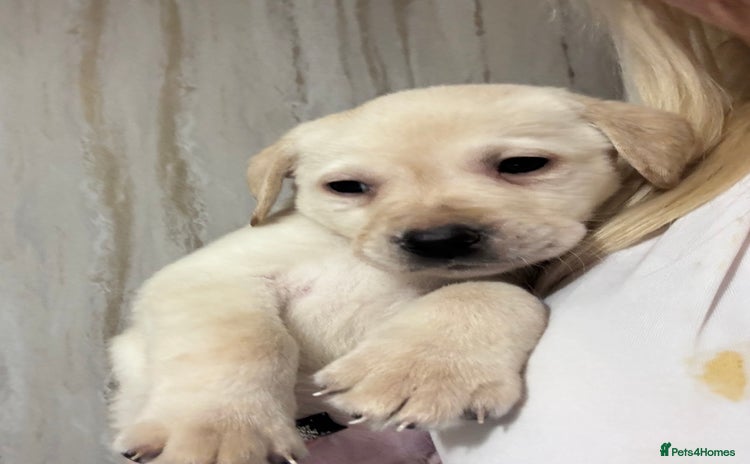 Labrador Retriever dogs - Advert 6