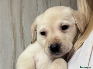 Labrador Retriever dogs - Advert 3