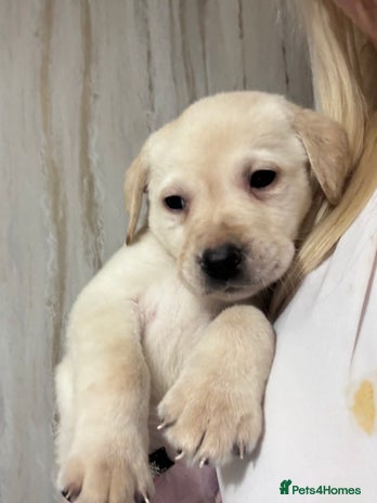 Labrador Retriever dogs - Advert 6