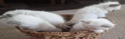 Ragdoll cats for sale: 🐾Beautiful Ragdoll Kittens – Championship Lines🐾 - Advert 6