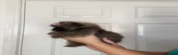 Pomeranian dogs for sale: KC registered Pretty Pomeranian Puppies - Advert 15