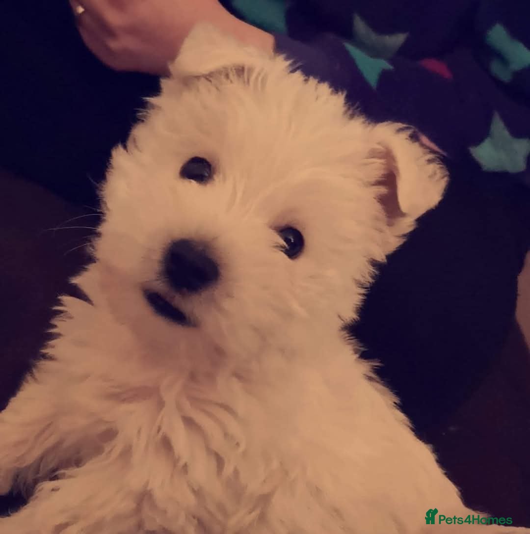 West Highland Terrier dogs for stud: West Highland White Terrier for stud - Advert 7
