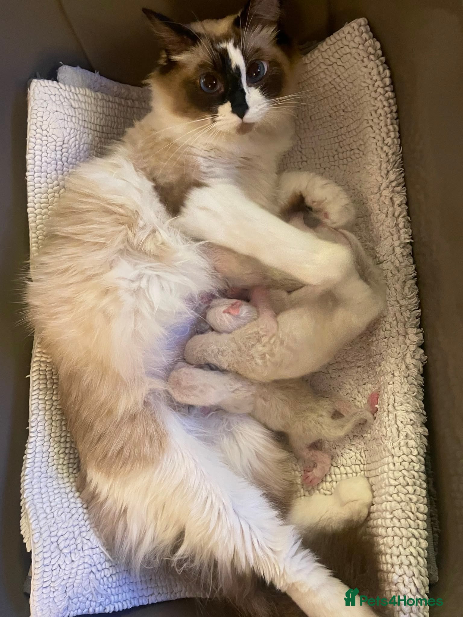 Ragdoll cats 💙 Four Beautiful Pure Ragdoll Kittens for Sale - Advert 2