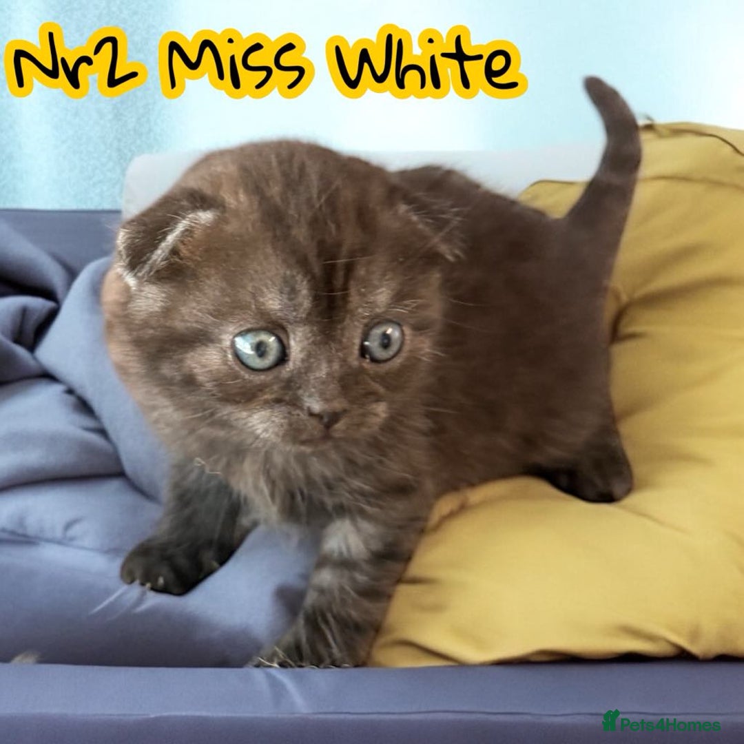 Scottish Fold cats for sale: 5 Full Pedigree Scottish Fold/Straight Kitens - Image 20