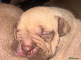 American Bully dogs - Advert 2