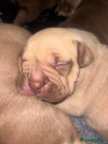 American Bully dogs - Advert 2