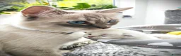 Ragdoll cats for sale: Gorgeous Snow Leocats: RagdollxSiberianxHimalayan! - Advert 7