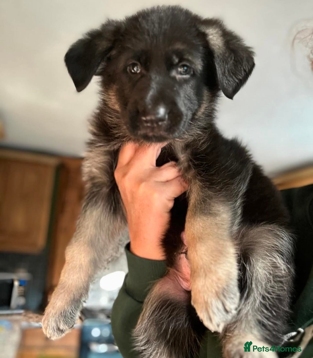 German Shepherd dogs for sale: KC fully health tested parents straight backed  - Advert 6