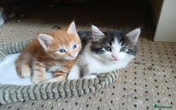 British Shorthair cats for sale: Long and shirt hair kittens - Image 1