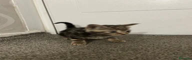 American Shorthair Kitten 4