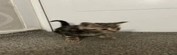 American Shorthair cats for sale: 4 American shorthair kittens - Advert 8