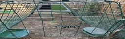 Chickens poultry for sale: Omlet eglu go up and two chickens - Advert 5