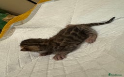 Bengal cats for sale: 💕 Pedigree Rosetted bengal kittens 💕 - Image 14