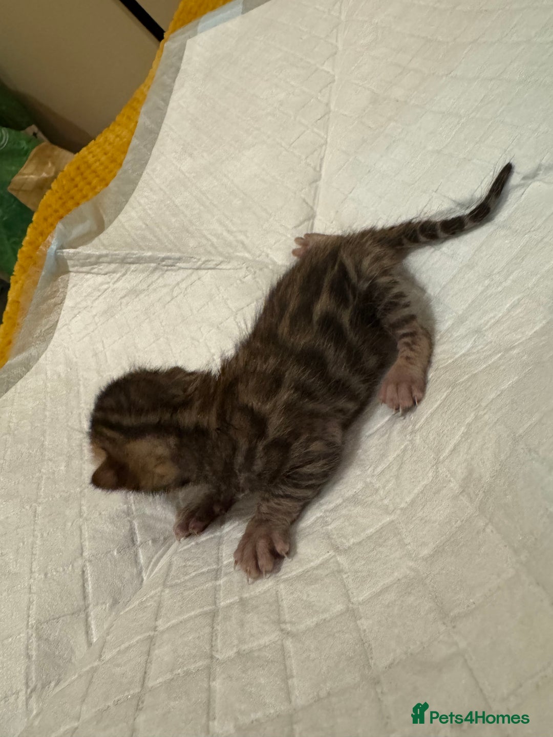 Bengal cats for sale: 💕 Pedigree Rosetted bengal kittens 💕 - Image 14