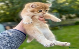 British Shorthair cats for sale: ✨🐾 Soft & Adorable Golden White Blue Kittens 🐾✨ - Image 13