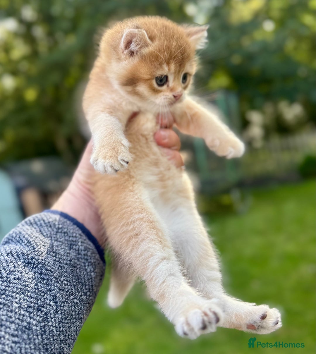 British Shorthair cats for sale: ✨🐾 Soft & Adorable Golden White Blue Kittens 🐾✨ - Image 13