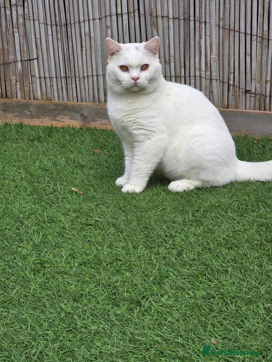 British Shorthair cats for stud: British Shorthair White Boy – proven stud service  - Advert 4