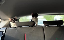 Bengal cats for sale: 3 kittens for sale  - Image 3