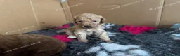 Miniature Poodle dogs for sale: Stunning Miniature Poodle Puppies 1 Boy and3 Girls in Cambridge - Advert 5