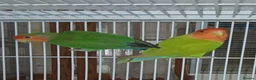 Lovebirds birds for sale: Lovebird pairs £50 for pair - Advert 1