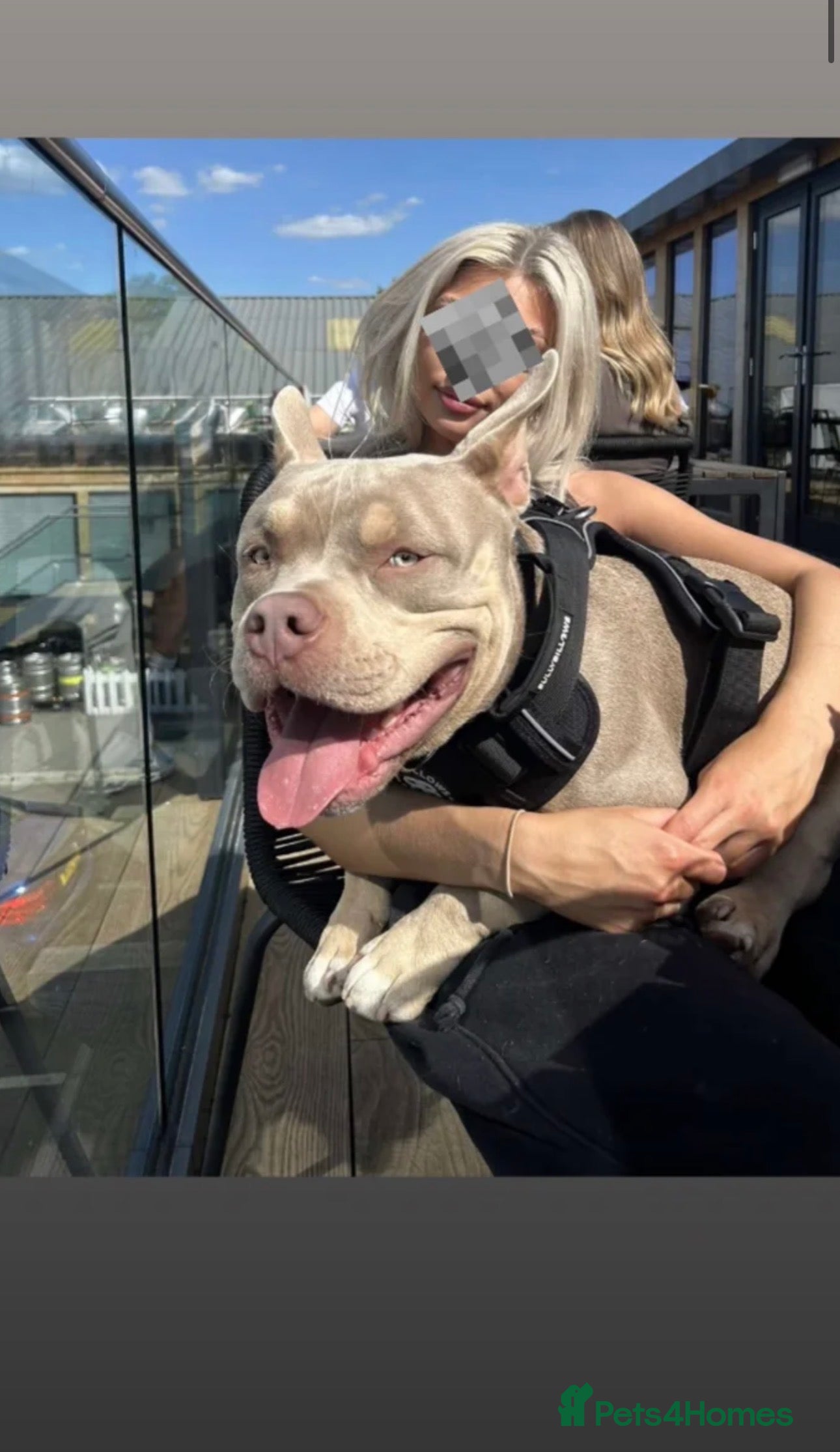 American Bully dogs BUGZY THE AMERICAN BULLY  in Pontefract - Advert 6