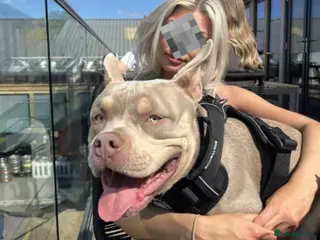 American Bully dogs BUGZY THE AMERICAN BULLY in Pontefract - Advert 6